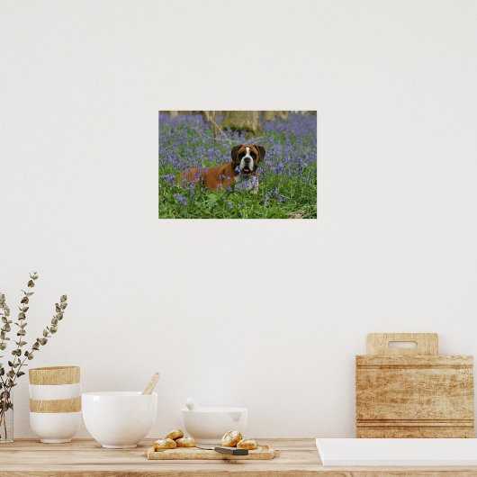 Boxer Lying in Bluebells Poster (Küche)