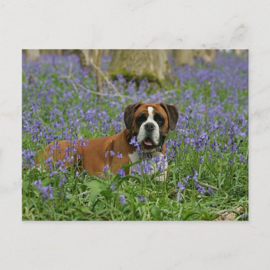 Boxer Lying in Bluebells Postkarte (Vorderseite)
