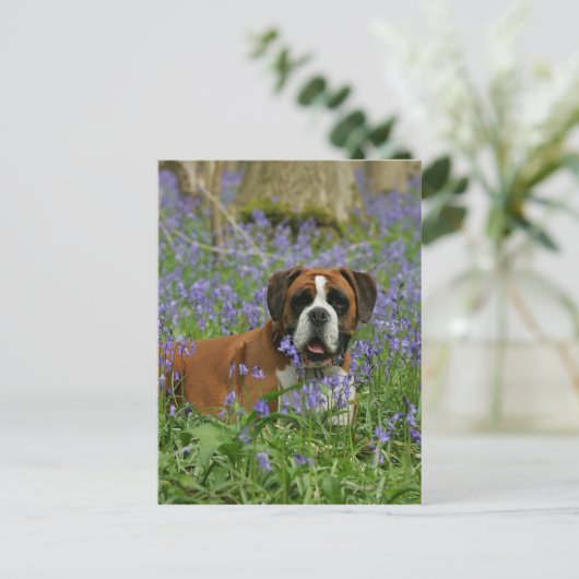 Boxer Lying in Bluebells Postkarte (Stehend Vorderseite)