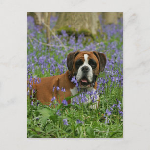 Boxer Lying in Bluebells Postkarte