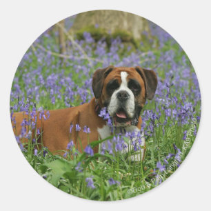 Boxer Lying in Bluebells Runder Aufkleber