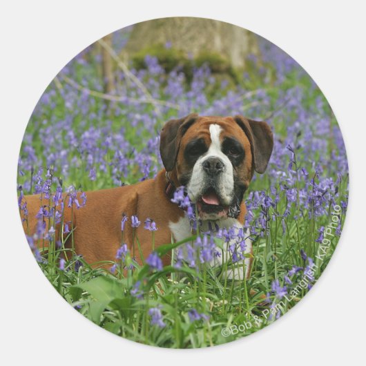 Boxer Lying in Bluebells Runder Aufkleber (Vorderseite)