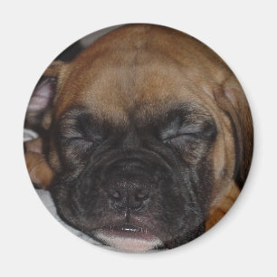 Boxer-Magnet Magnet
