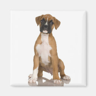 Boxer-Magnet Magnet