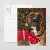 Boxer mit Nackenbogen Postkarte (Vorne/Hinten)