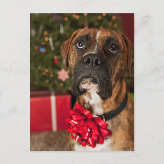 Boxer mit Nackenbogen Postkarte (Vorderseite)