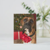 Boxer mit Nackenbogen Postkarte (Stehend Vorderseite)