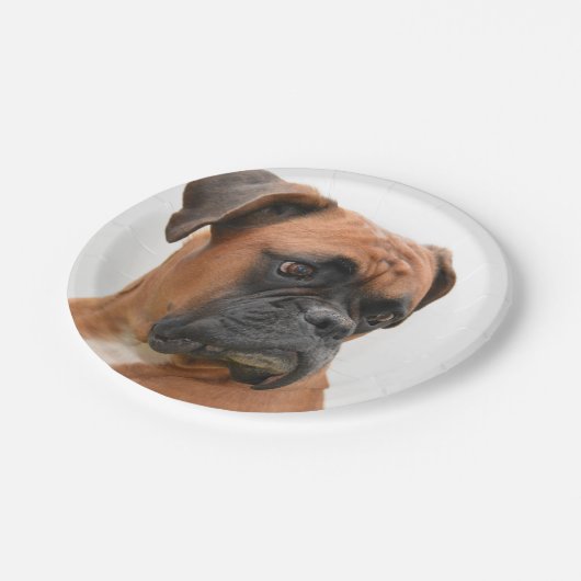Boxer Pappteller (Schrägansicht)