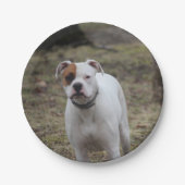 Boxer Pappteller (Vorderseite)