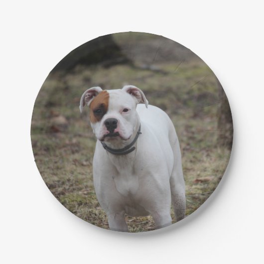 Boxer Pappteller (Vorderseite)