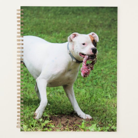 Boxer Planer (Vorderseite)