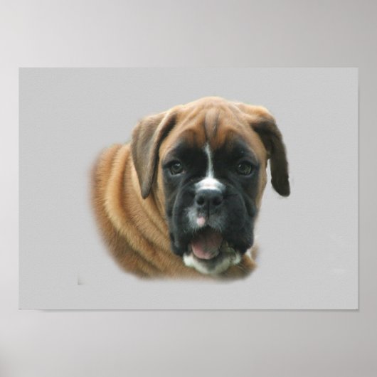 Boxer Poster (Vorne)