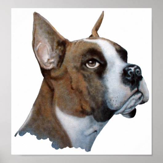 Boxer Poster (Vorne)