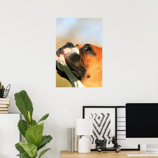 Boxer-Poster Poster (Heimbüro)