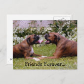 Boxer Postkarte (Vorne/Hinten)