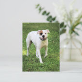 Boxer Postkarte (Stehend Vorderseite)