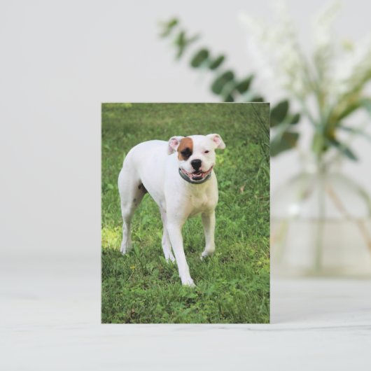 Boxer Postkarte (Stehend Vorderseite)