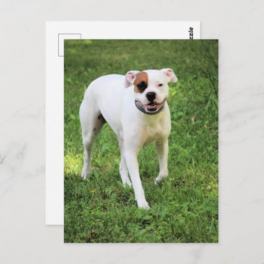 Boxer Postkarte (Vorne/Hinten)