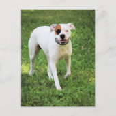 Boxer Postkarte (Vorderseite)