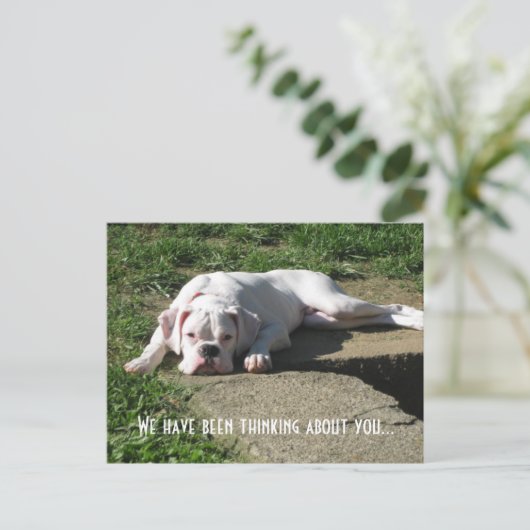 Boxer Postkarte (Stehend Vorderseite)