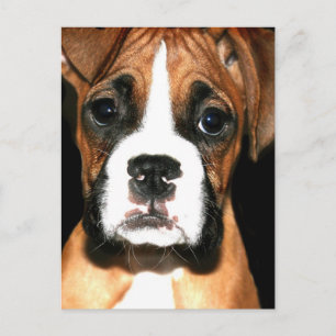 Boxer-Postkarte Postkarte