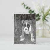 Boxer Pup Postcard Postkarte (Stehend Vorderseite)
