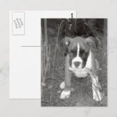 Boxer Pup Postcard Postkarte (Vorne/Hinten)