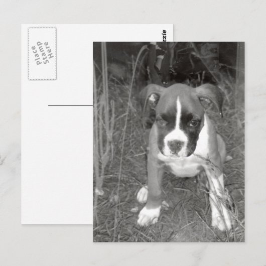 Boxer Pup Postcard Postkarte (Vorne/Hinten)