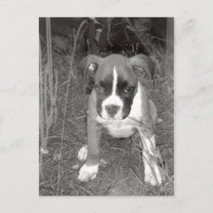 Boxer Pup Postcard Postkarte