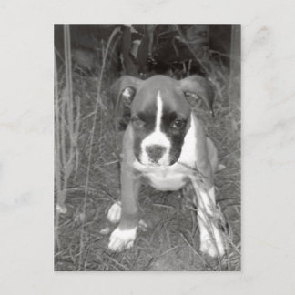 Boxer Pup Postcard Postkarte