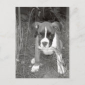 Boxer Pup Postcard Postkarte (Vorderseite)