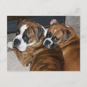 Boxer Puppy Postcard Postkarte