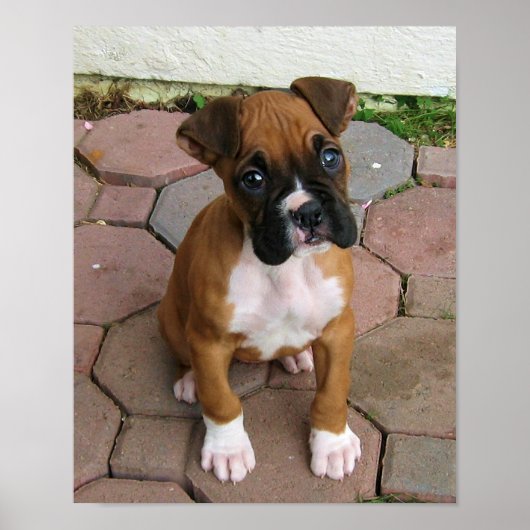 Boxer puppy poster (Vorne)