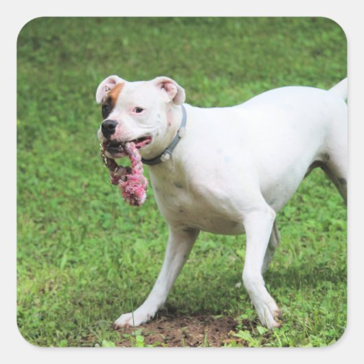 Boxer Quadratischer Aufkleber (Vorderseite)