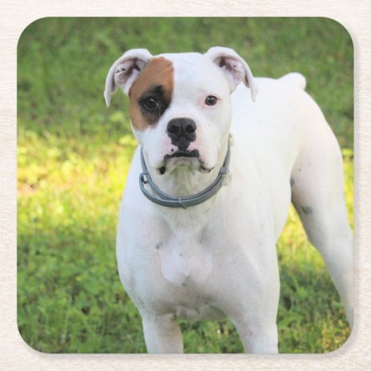 Boxer Rechteckiger Pappuntersetzer (Vorderseite)