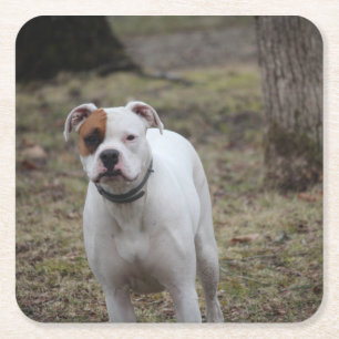 Boxer Rechteckiger Pappuntersetzer