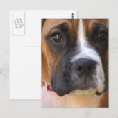 Boxer Rescue Postcard Postkarte (Vorne/Hinten)
