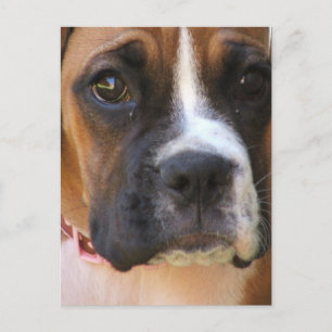 Boxer Rescue Postcard Postkarte