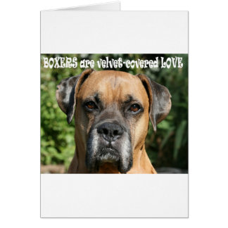 Boxer: Samtbedeckte Liebe