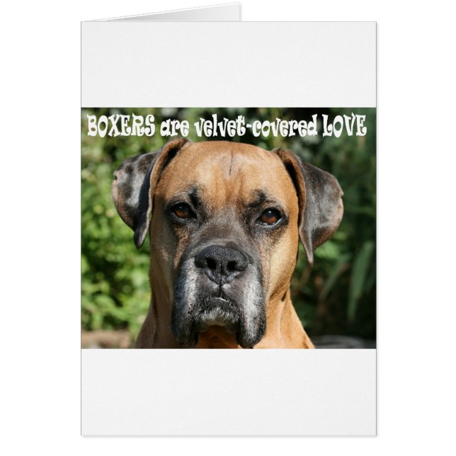 Boxer: Samtbedeckte Liebe (Vorne)