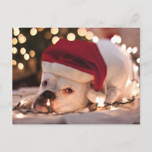 Boxer Santa Feiertagspostkarte (Vorderseite)