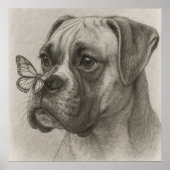 Boxer-Schmetterling Poster (Vorne)