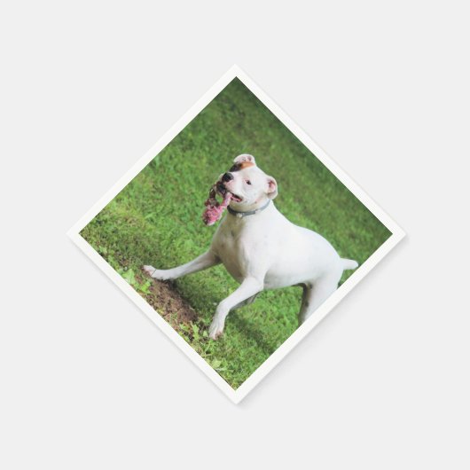 Boxer Serviette (Ecke)