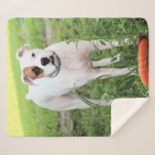 Boxer Sherpadecke (Vorderseite (Horizontal))