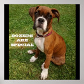 BOXER SIND BESONDERES Plakat (Vorne)
