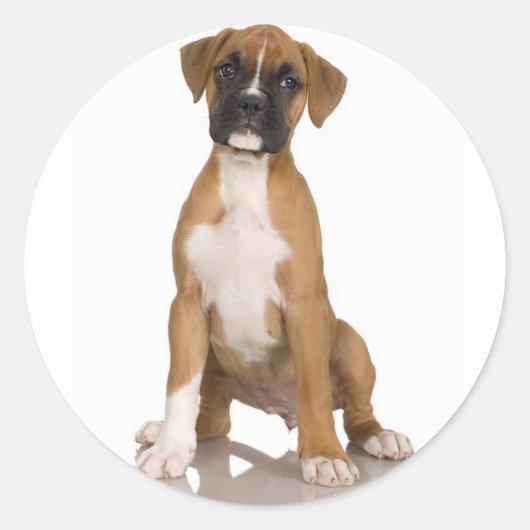 Boxer Sticker (Vorderseite)