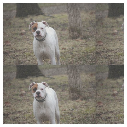 Boxer Stoff (Nahaufnahme)