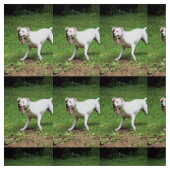 Boxer Stoff (Muster)