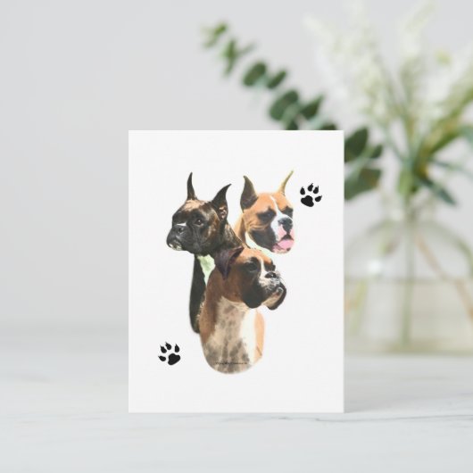 Boxer Trio Postkarte (Stehend Vorderseite)
