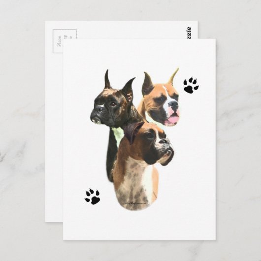 Boxer Trio Postkarte (Vorne/Hinten)